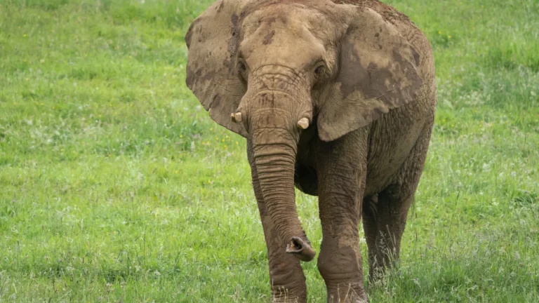 elefante-mata-duas-turistas-idosas-em-safari-no-parque-nacional-da-zambia
