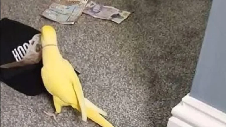 video:-papagaio-denuncia-trafico-de-drogas-e-15-pessoas-sao-presas