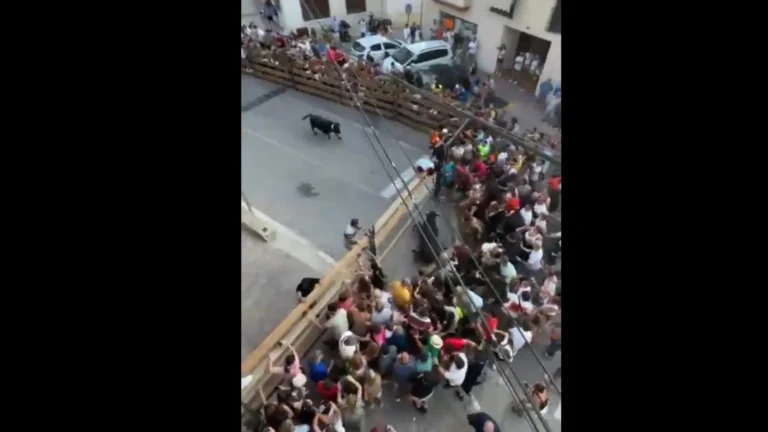 touro-quebra-barreira-e-gera-panico-ao-fugir-de-recinto-na-espanha;-video