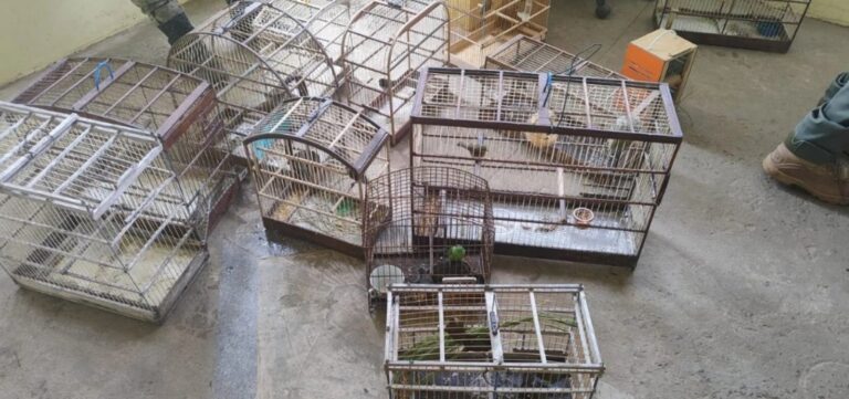 mais-de-30-passaros-sao-resgatados-de-comercio-ilegal-na-rms