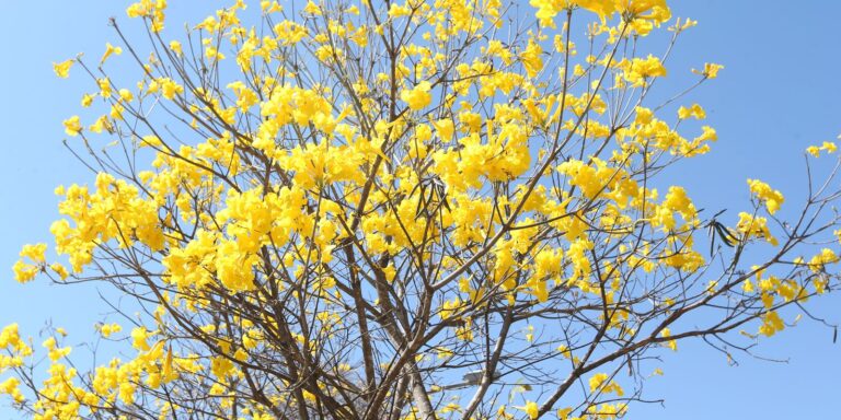 viva-maria:-setembro-amarelo-inspira-dialogo-sobre-suicidio