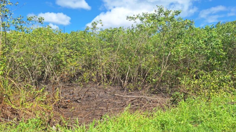 prefeitura-de-valenca-faz-vistoria-em-area-de-manguezal-na-rua-maestro-barrinha,-na-graca