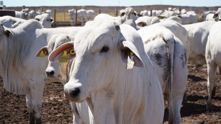 bahia-alcanca-maior-rebanho-bovino-e-producao-de-ovos-em-50-anos