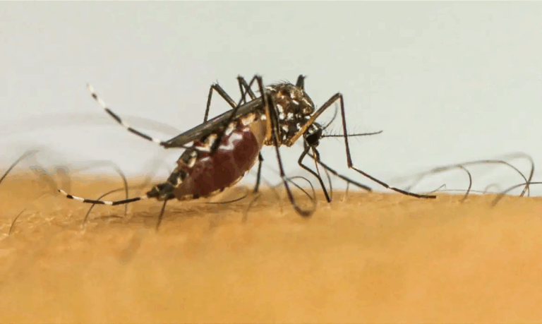infeccoes-por-aedes-aegypti-elevam-risco-de-complicacoes-no-parto
