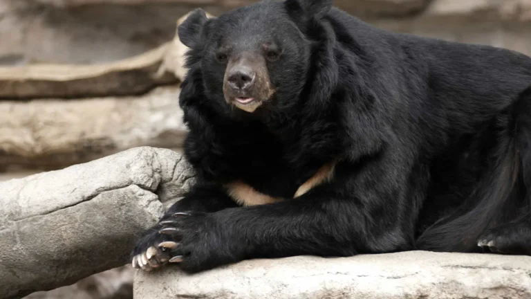 homem-de-70-anos-e-decapitado-apos-ataque-de-urso-no-japao