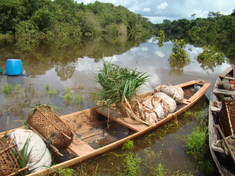 castanha-do-para:-um-bem-precioso-da-sociobiodiversidade-amazonica