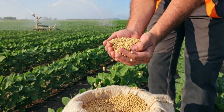 bahia-deve-fechar-o-ano-de-2025-com-safra-recorde-de-graos