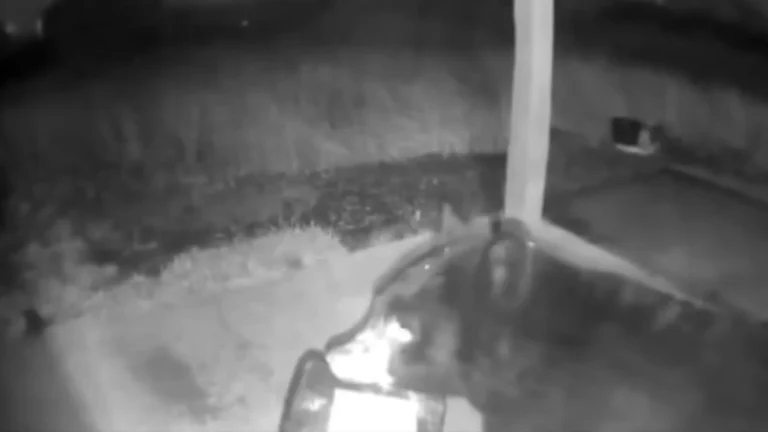 urso-rouba-encomenda-de-sacada:-“os-ladroes-vem-em-todas-as-formas”