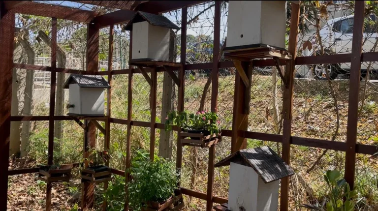 projeto-de-criacao-de-abelhas-sem-ferrao-transforma-hortas-e-comunidades-em-contagem-(mg)