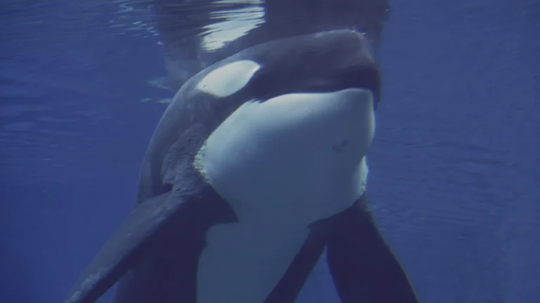 familia-francesa-tem-barco-afundado-por-sete-orcas-no-atlantico;-video