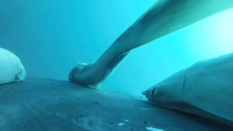 remoras-surfam-em-baleias-jubarte-na-australia;-veja-as-imagens