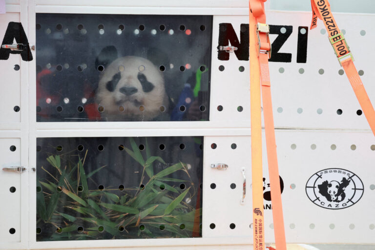 franca-se-despede-de-popular-casal-de-pandas-que-retorna-a-china;-pequim-promete-‘reposicao’