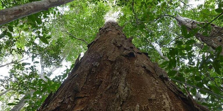 nova-resolucao-aprimora-usos-do-pau-brasil,-arvore-simbolo-do-pais