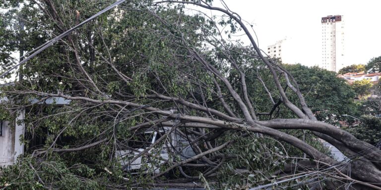 defesa-civil-de-sp-recebe-514-chamados-por-quedas-de-arvores