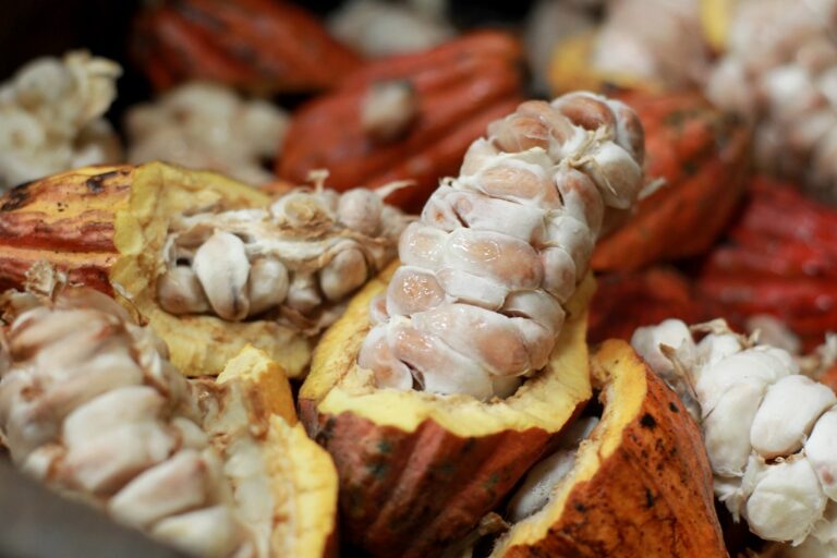 milho,-feijao-e-cacau-vao-impulsionar-crescimento-da-producao-agricola-baiana-em-2026,-aponta-ibge