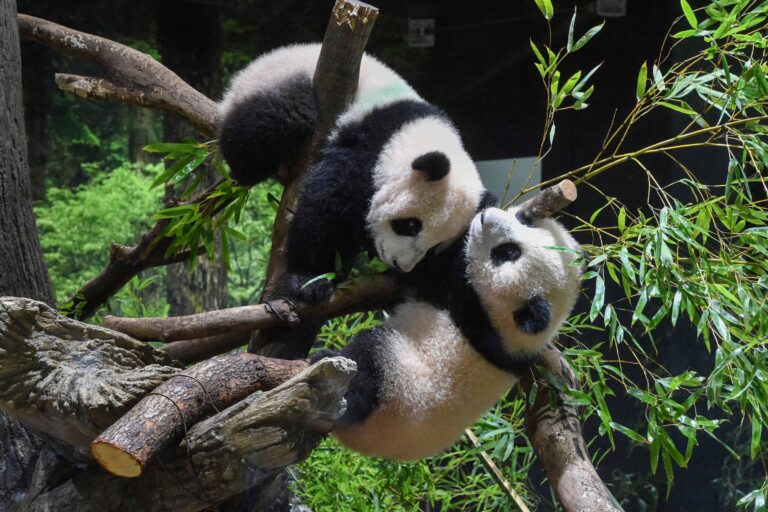 Pandas Xiao Xiao e Lei Lei deixam Japão rumo à China após tensão entre países pandas-xiao-xiao-e-lei-lei-deixam-japao-rumo-a-china-apos-tensao-entre-paises