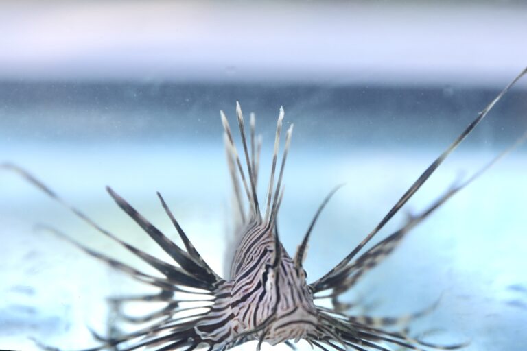 governo-da-bahia-convoca-populacao-para-registrar-avistamentos-de-peixe-leao