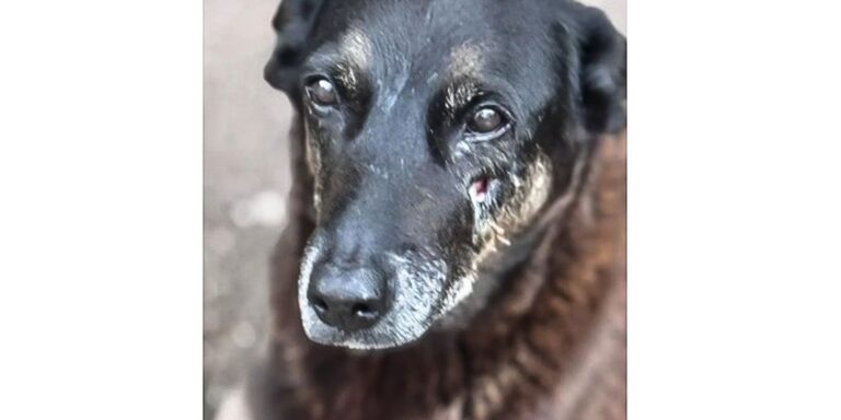 caso-orelha:-o-que-se-sabe-ate-agora-sobre-a-morte-do-cao-em-sc