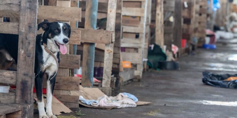 lei-endurece-punicoes-e-reacende-debate-sobre-maus-tratos-a-animais