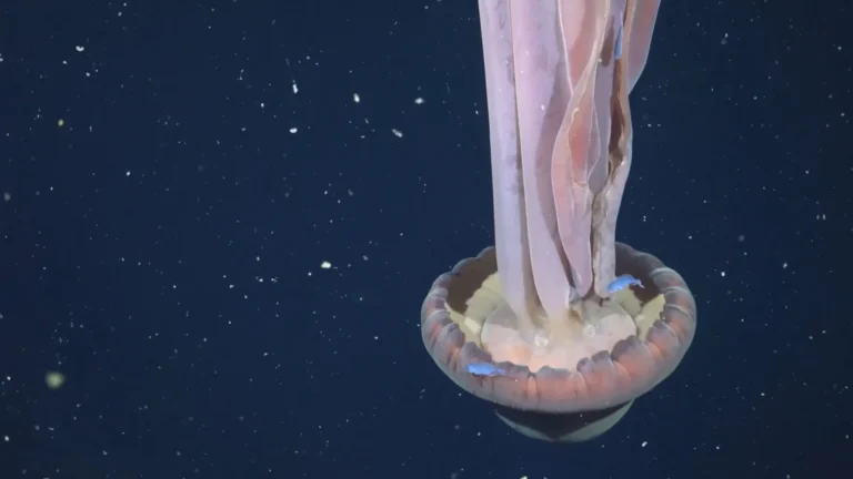 agua-viva-gigante-rara-e-avistada-em-expedicao-no-fundo-do-mar-argentino