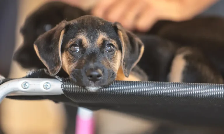 saiba-como-educar-criancas-e-adolescentes-para-respeitar-os-animais