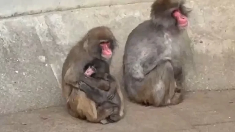 apos-conquistar-internet,-punch-ja-tem-amigos:-“resiliencia”