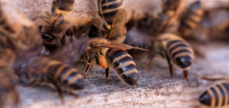 ataque-de-abelhas-mata-quatro-caes-e-deixa-duas-pessoas-feridas-no-sul-da-bahia