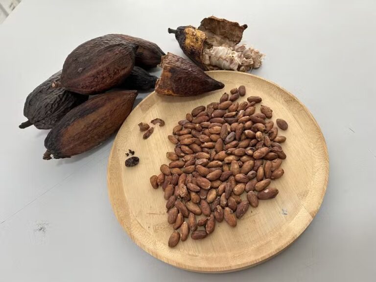 governo-suspende-temporariamente-importacao-de-cacau-da-costa-do-marfim