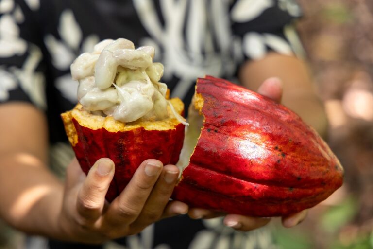 pl-do-cacau-incorpora-propostas-articuladas-pela-bahia-e-avanca-no-congresso