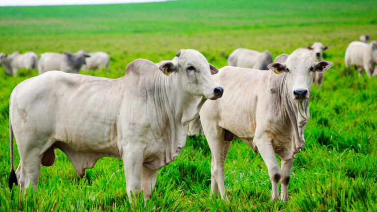 Novo grupo católico promove bem-estar animal baseado em ensinamentos da Igreja novo-grupo-catolico-promove-bem-estar-animal-baseado-em-ensinamentos-da-igreja