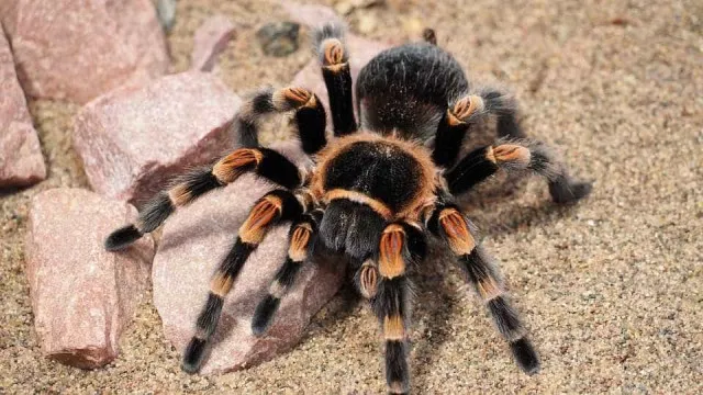 Mulher Esquece-Se De Caixa Com 20 Tarântulas Vivas Em Trem Na Alemanha mulher-esquece-se-de-caixa-com-20-tarantulas-vivas-em-trem-na-alemanha