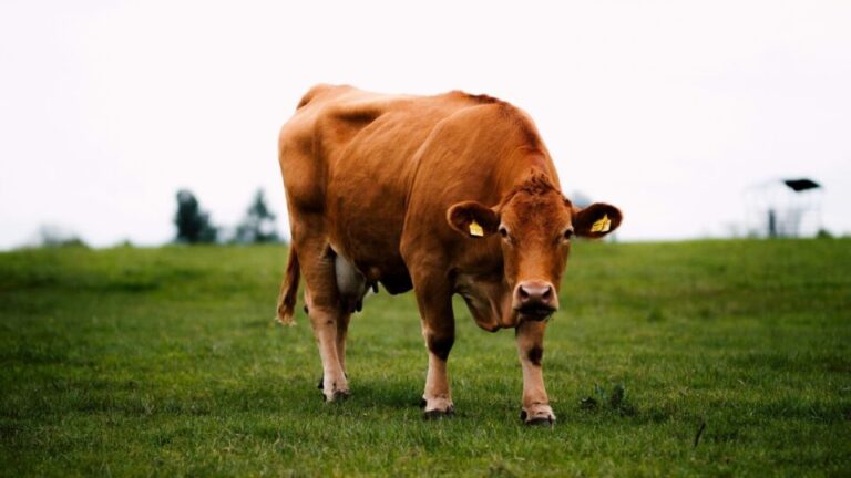 Vaca usa ferramenta e desafia o que cientistas pensavam sobre a inteligência bovina vaca-usa-ferramenta-e-desafia-o-que-cientistas-pensavam-sobre-a-inteligencia-bovina