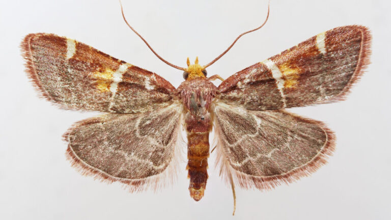 Conheça a mariposa que ganhou o nome do Papa Leão XIV conheca-a-mariposa-que-ganhou-o-nome-do-papa-leao-xiv