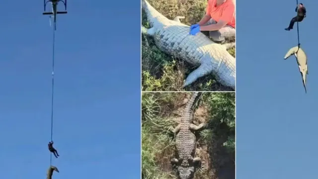 Restos Mortais No Estômago De Crocodilo São De Empresário Português restos-mortais-no-estomago-de-crocodilo-sao-de-empresario-portugues