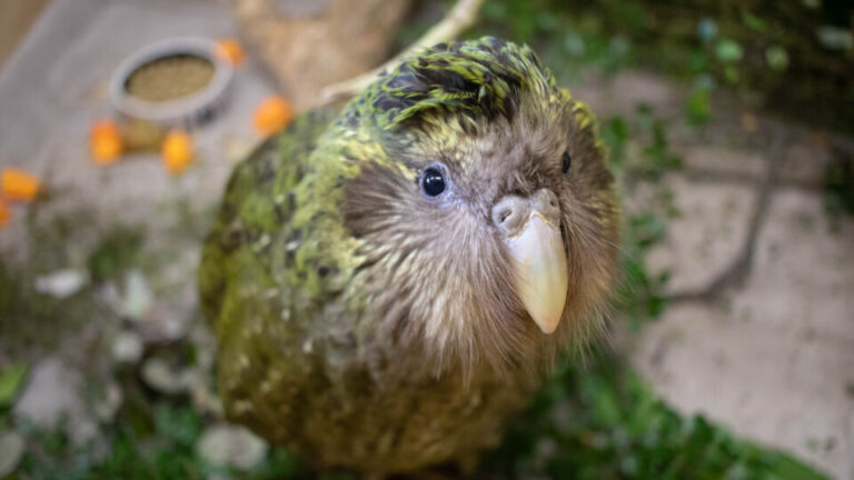 nasce-primeiro-filhote-de-kakapo-apos-quatro-anos-e-reacende-esperanca-contra-extincao