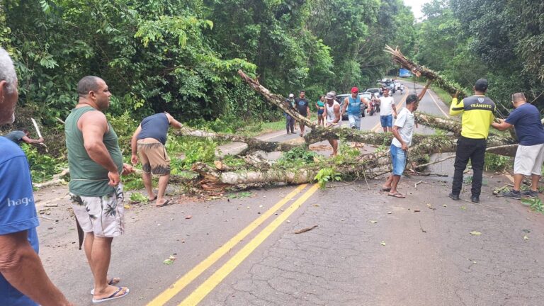 arvore-cai-e-bloqueia-ba-887-entre-valenca-e-guaibim-neste-domingo