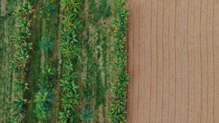 o-que-sao-sistemas-agroflorestais-e-como-eles-podem-recuperar-o-solo-degradado-pelo-agronegocio
