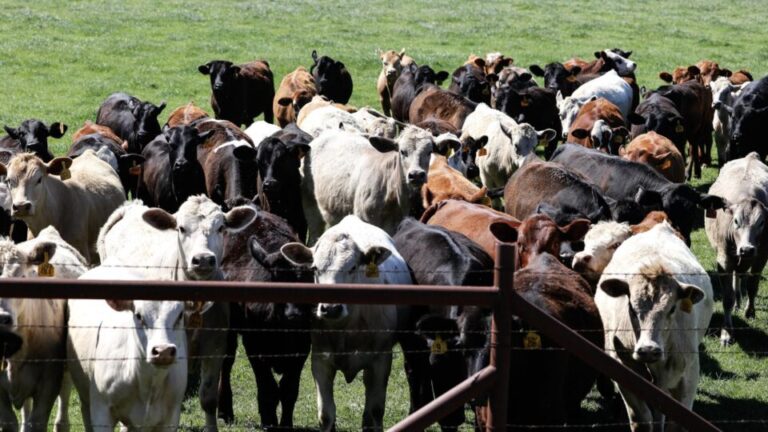 parasita-mortal-e-identificado-em-gado-nos-eua-e-acende-alerta-na-producao-de-carne
