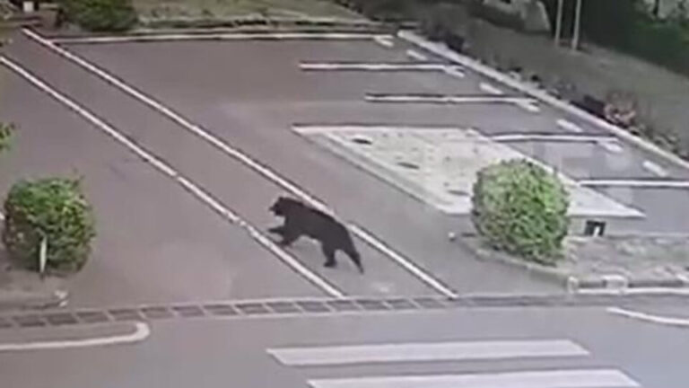 Urso é capturado no Japão dois dias após provocar fechamento de 100 escolas urso-e-capturado-no-japao-dois-dias-apos-provocar-fechamento-de-100-escolas