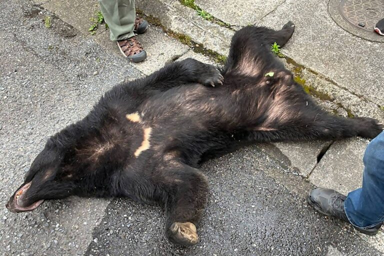 urso-negro-que-paralisou-cidade-no-japao-e-capturado-apos-dias-de-buscas