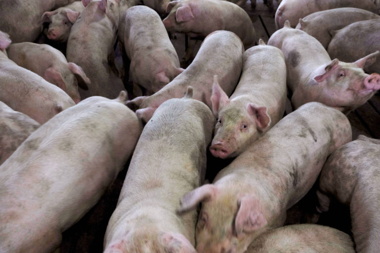 Lei ‘Salve Nosso Bacon’ revela o que o culto à eficiência esconde no prato lei-‘salve-nosso-bacon’-revela-o-que-o-culto-a-eficiencia-esconde-no-prato
