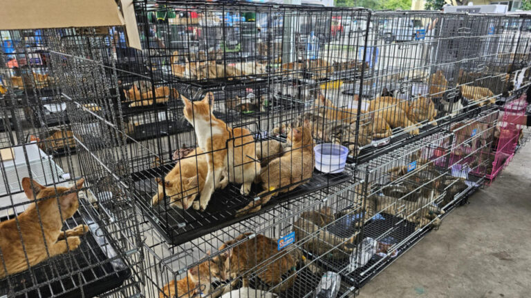 policia-resgata-centenas-de-gatos-roubados-que-seriam-abatidos-para-consumo-no-vietna