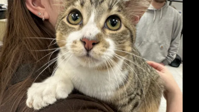 Gato Com 28 Dedos Entra Para O Guinness Aos 10 Meses; Veja Que Fofura gato-com-28-dedos-entra-para-o-guinness-aos-10-meses;-veja-que-fofura