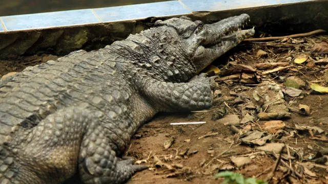 Menino Atacado Por Crocodilo Já Passou Por 5 Cirurgias E Precisa De Mais menino-atacado-por-crocodilo-ja-passou-por-5-cirurgias-e-precisa-de-mais