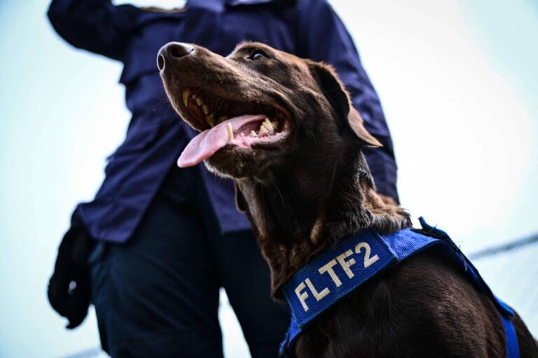 cachorros-socorristas-tem-papel-fundamental-apos-terremotos-na-venezuela