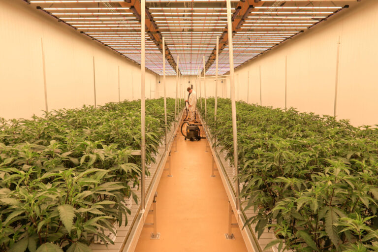 Burocrática, legalização da maconha na Alemanha ainda pena para substituir mercado ilegal burocratica,-legalizacao-da-maconha-na-alemanha-ainda-pena-para-substituir-mercado-ilegal