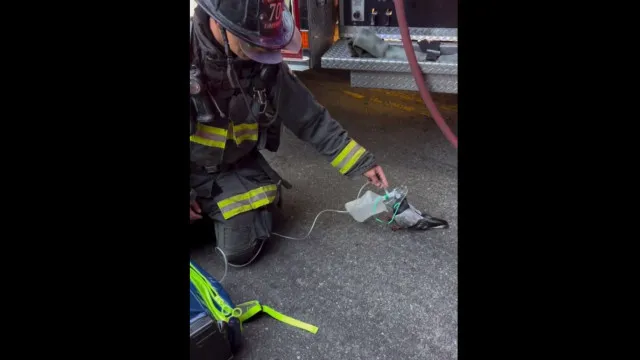 Pombo Recebe Oxigênio De Bombeiros Após Inalar Fumaça Em Incêndio; Veja pombo-recebe-oxigenio-de-bombeiros-apos-inalar-fumaca-em-incendio;-veja