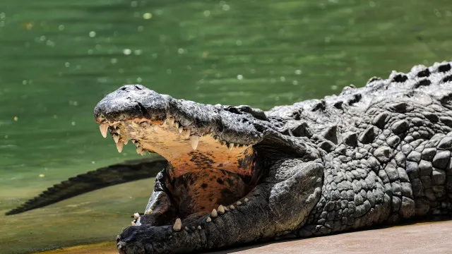 Menino De 3 Anos Luta Pela Vida Após Ser Empurrado Em Jaula De Crocodilos menino-de-3-anos-luta-pela-vida-apos-ser-empurrado-em-jaula-de-crocodilos