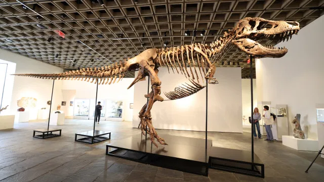 Gus, Um Dos Maiores T-Rex, Foi Vendido Por Valor Recorde: R$ 255 Milhões gus,-um-dos-maiores-t-rex,-foi-vendido-por-valor-recorde:-r$-255-milhoes
