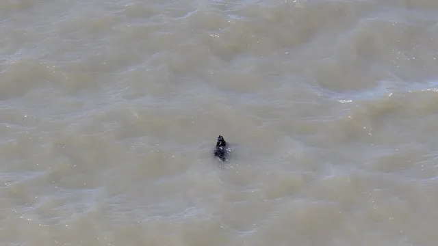 Cão Desaparecido Há Semanas é Resgatado Enquanto Nadava Nos EUA; Veja cao-desaparecido-ha-semanas-e-resgatado-enquanto-nadava-nos-eua;-veja